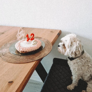 Perra con su tarta para celebrar su 12º cumpleaños